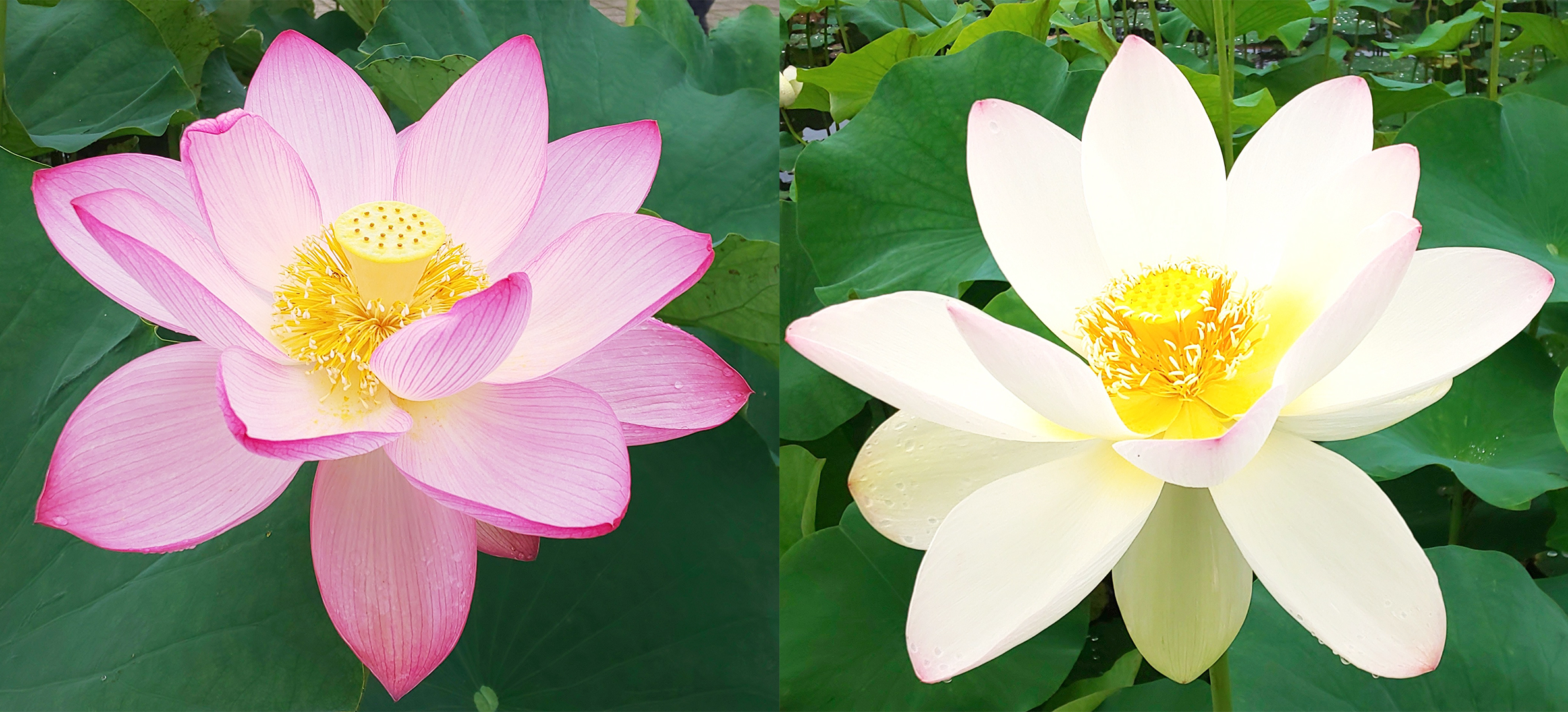 ネットギャラリー両界堂